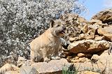 CAIRN TERRIER 112